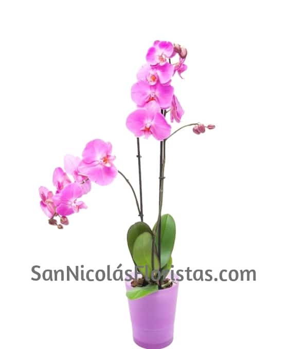 Orquídea Phalaenopsis