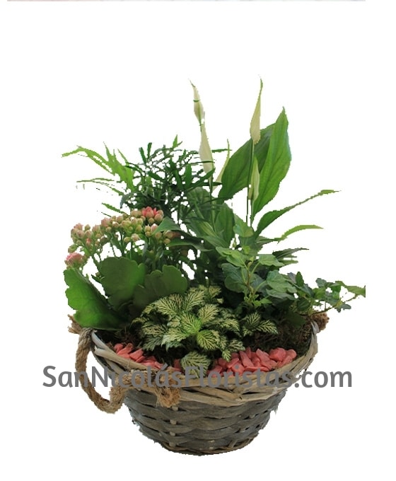 Cesta de plantas