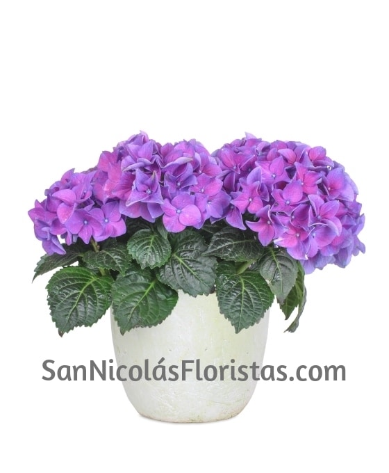 Planta Hortensia | Comprar Flores Online | San Nicolás Floristas