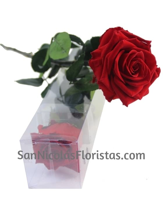 Rosa Preservada