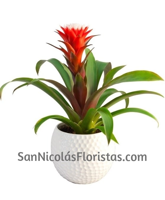 Planta Guzmania con cerámica